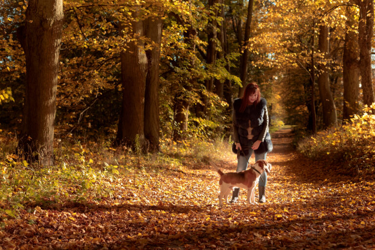 Frau mit Hund Spaziergang im gelb gefärbten Blätterwald