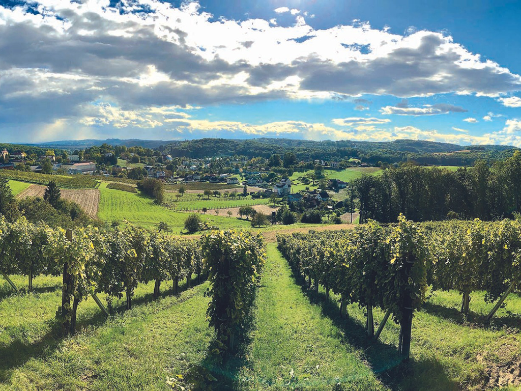 Weingärten in Bad Gleichenberg der Südoststeiermark